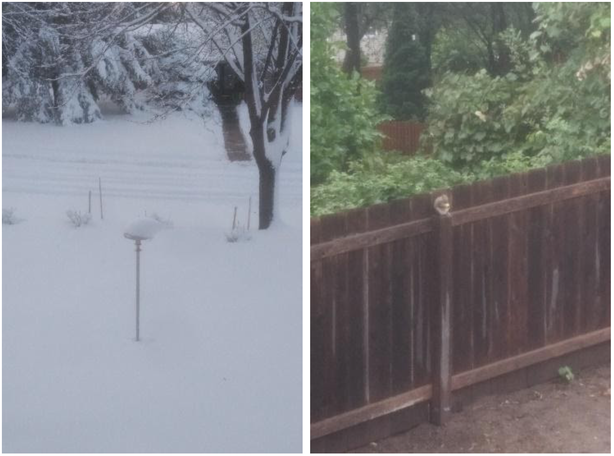 lamp covered in snow and squirrel on a fence