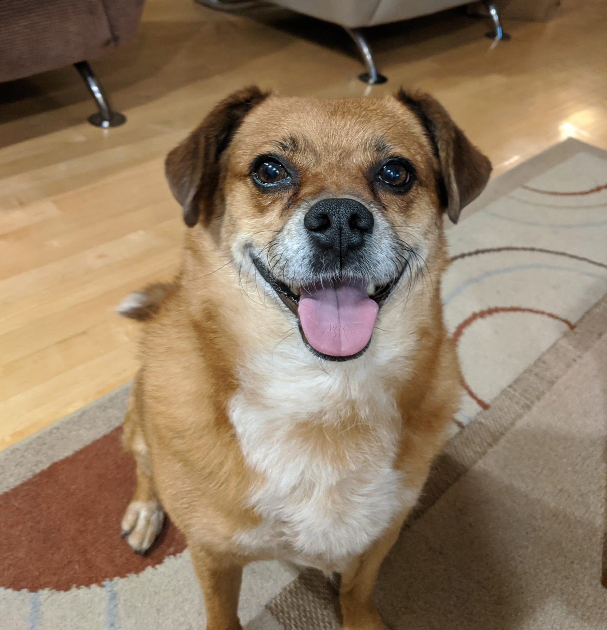 brown dog with white chest