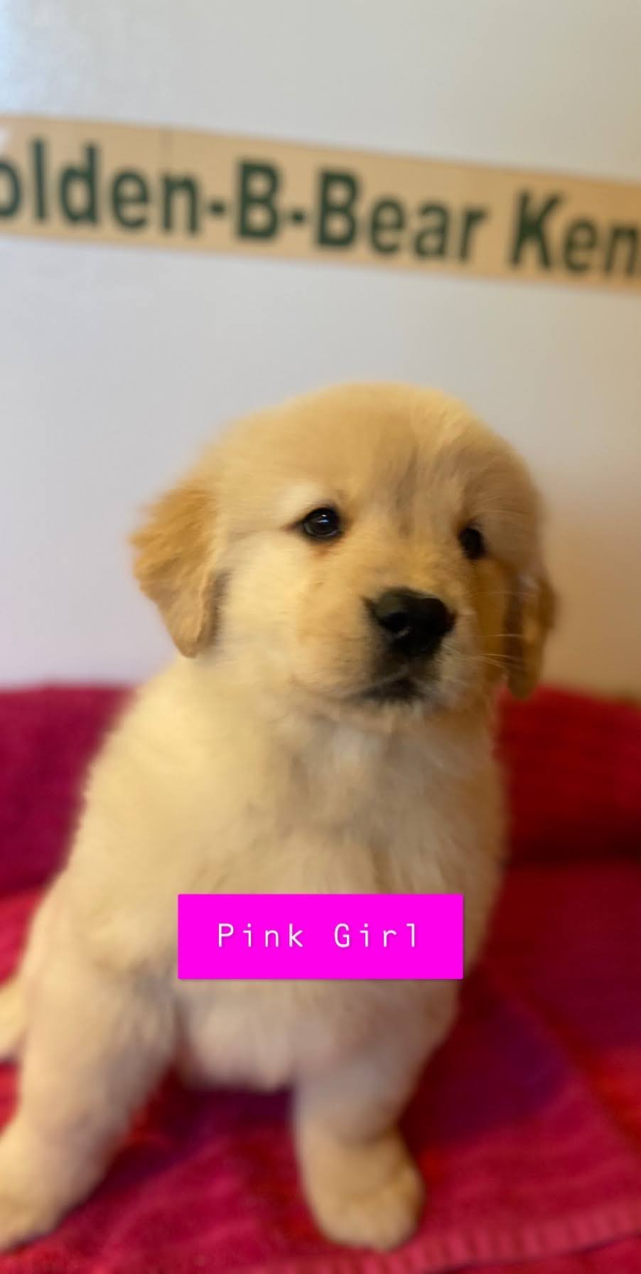 puppy with name pink girl