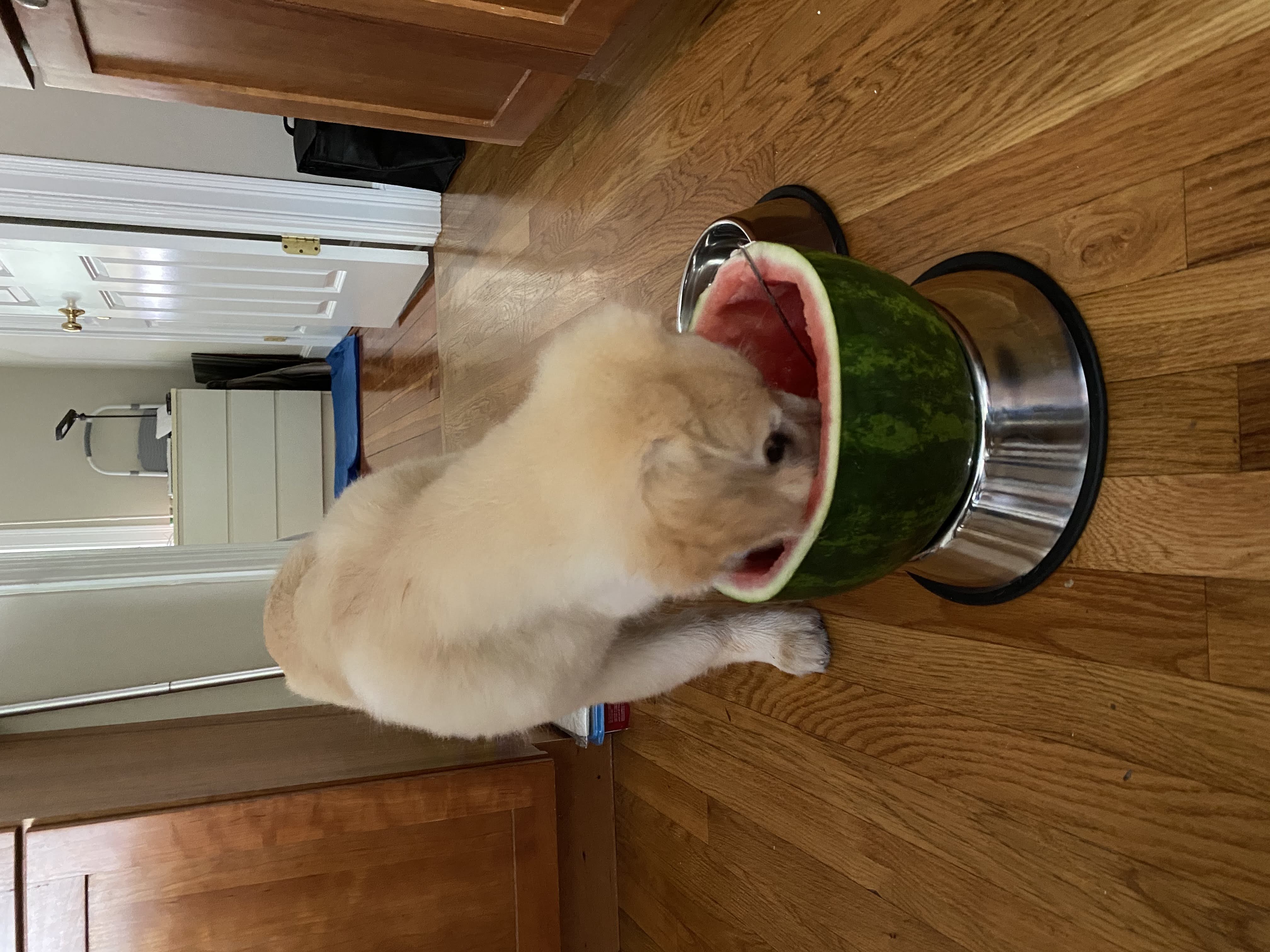 dog eating watermelon