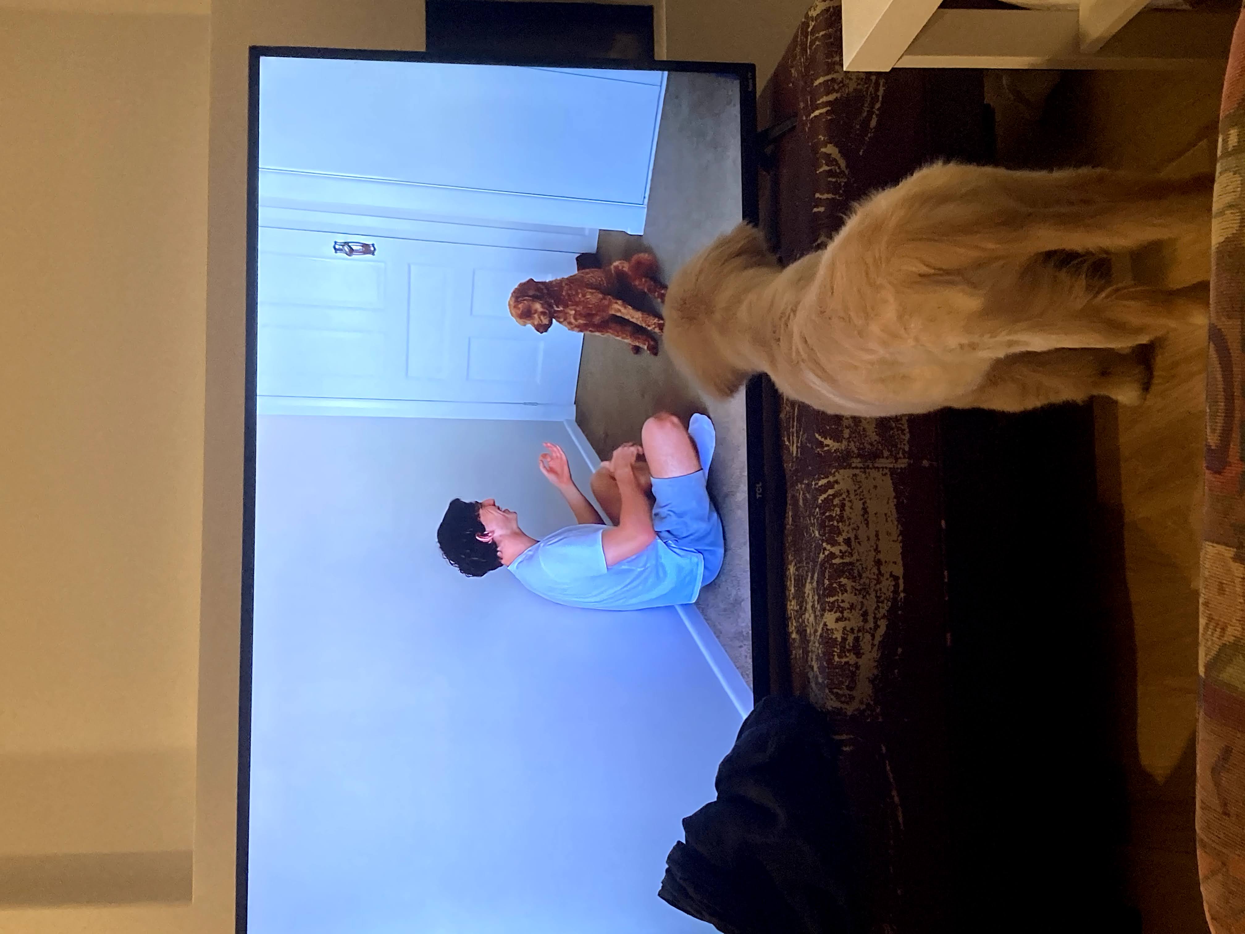 dog watching tv