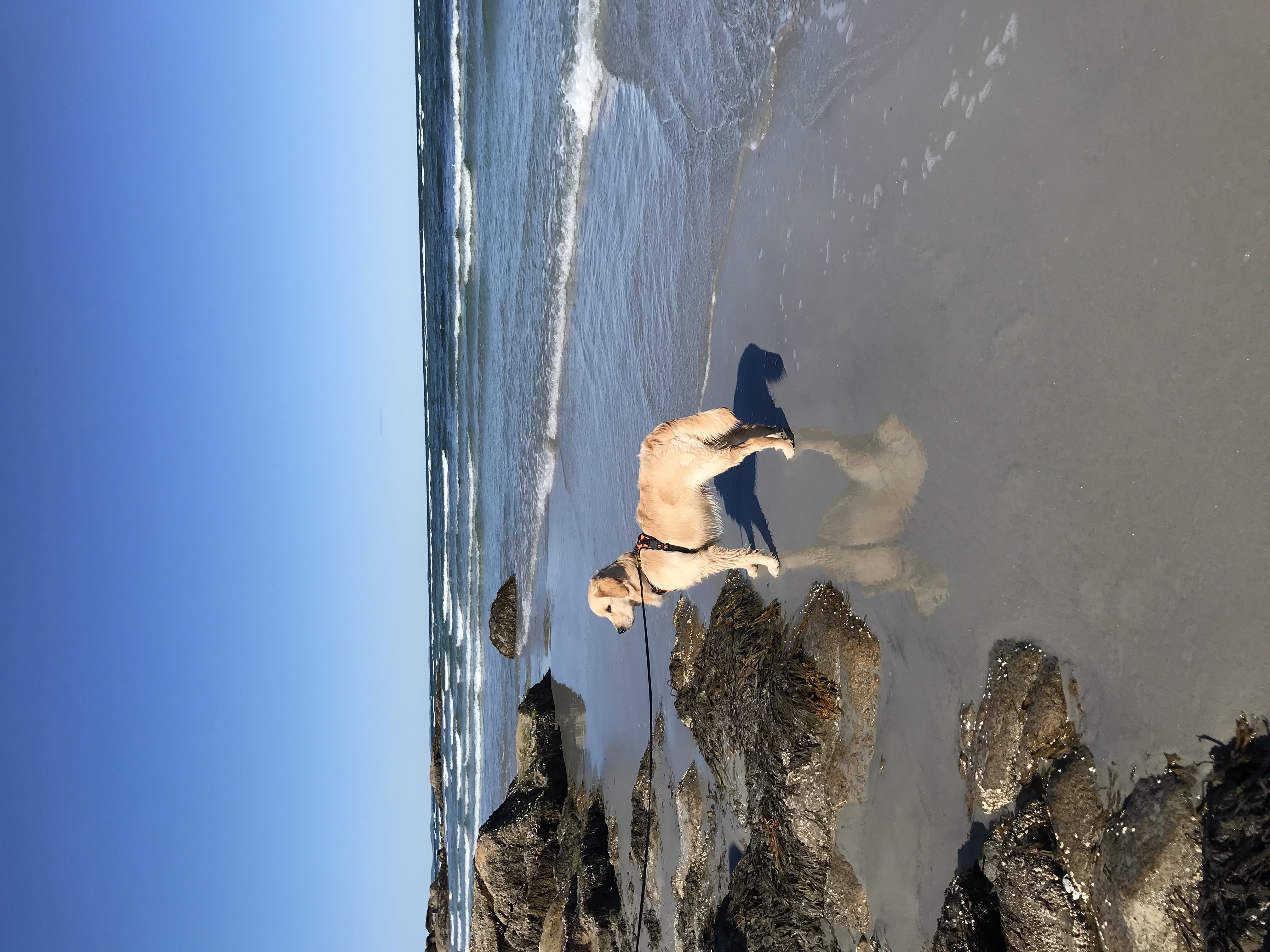 dog on a beach