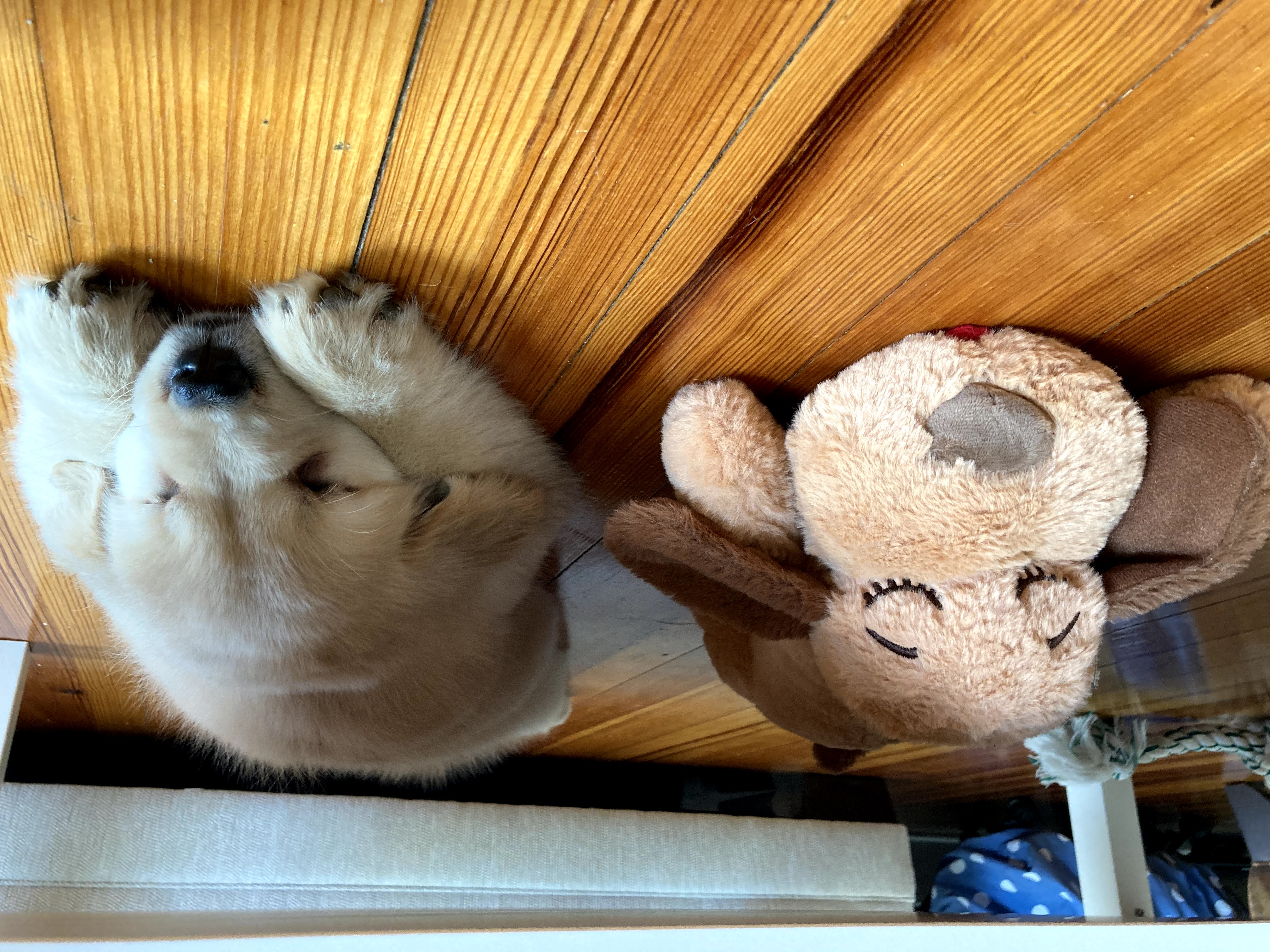 puppy with a stuffed toy