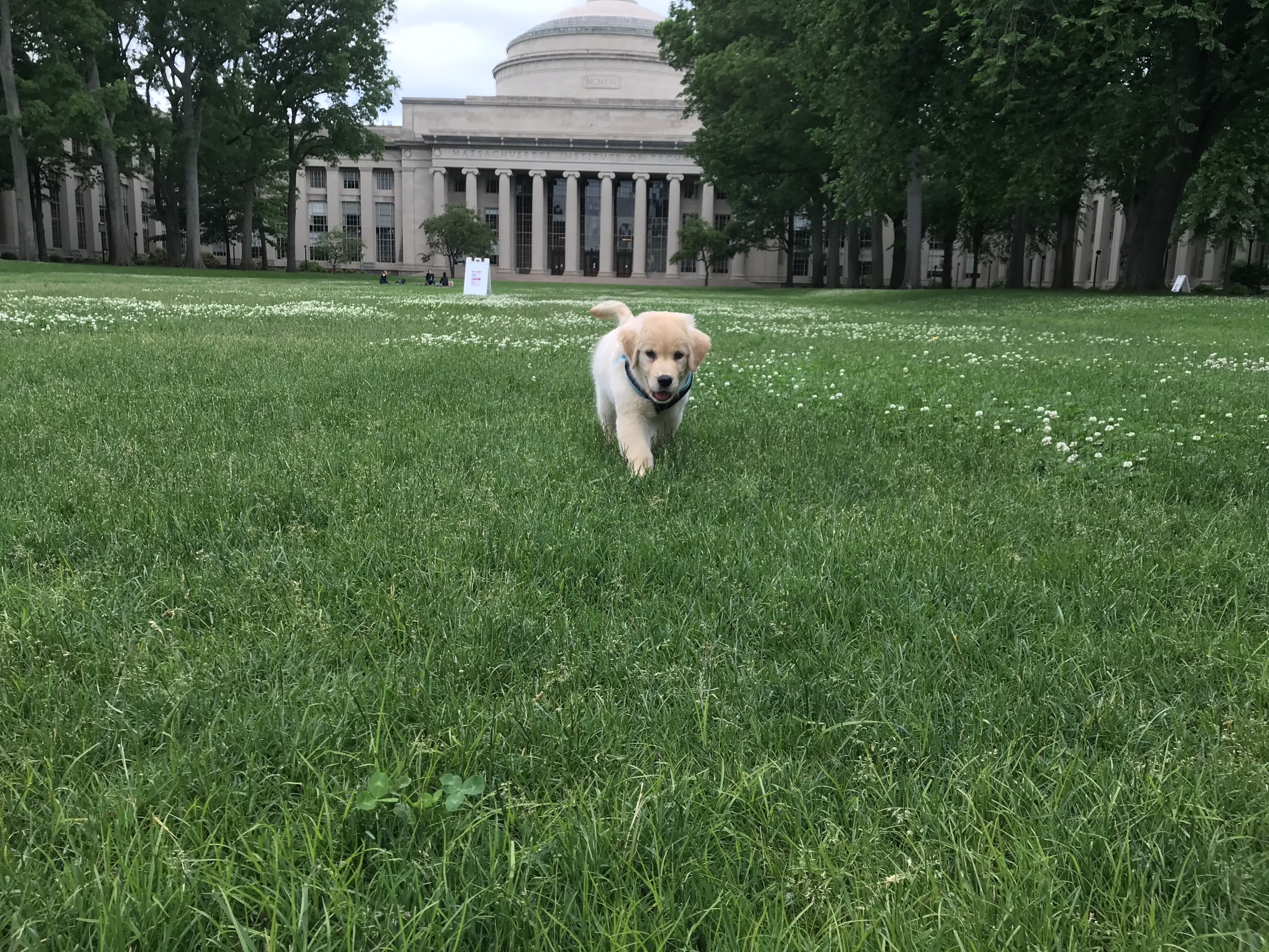 puppy in a field