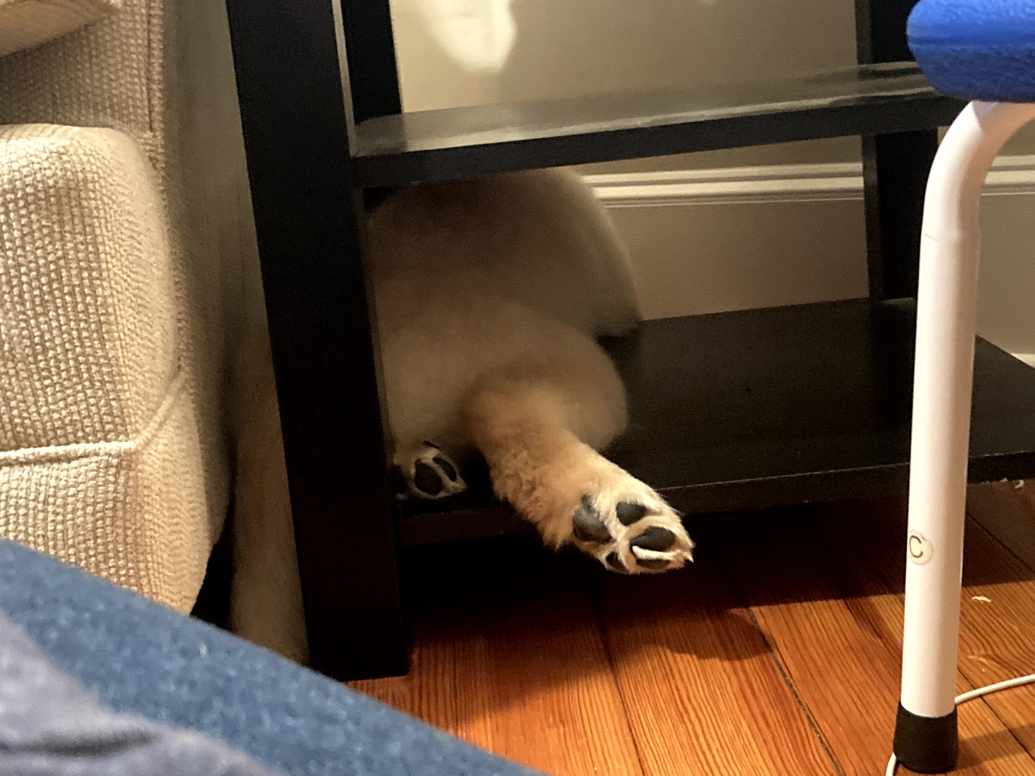 puppy between shelves