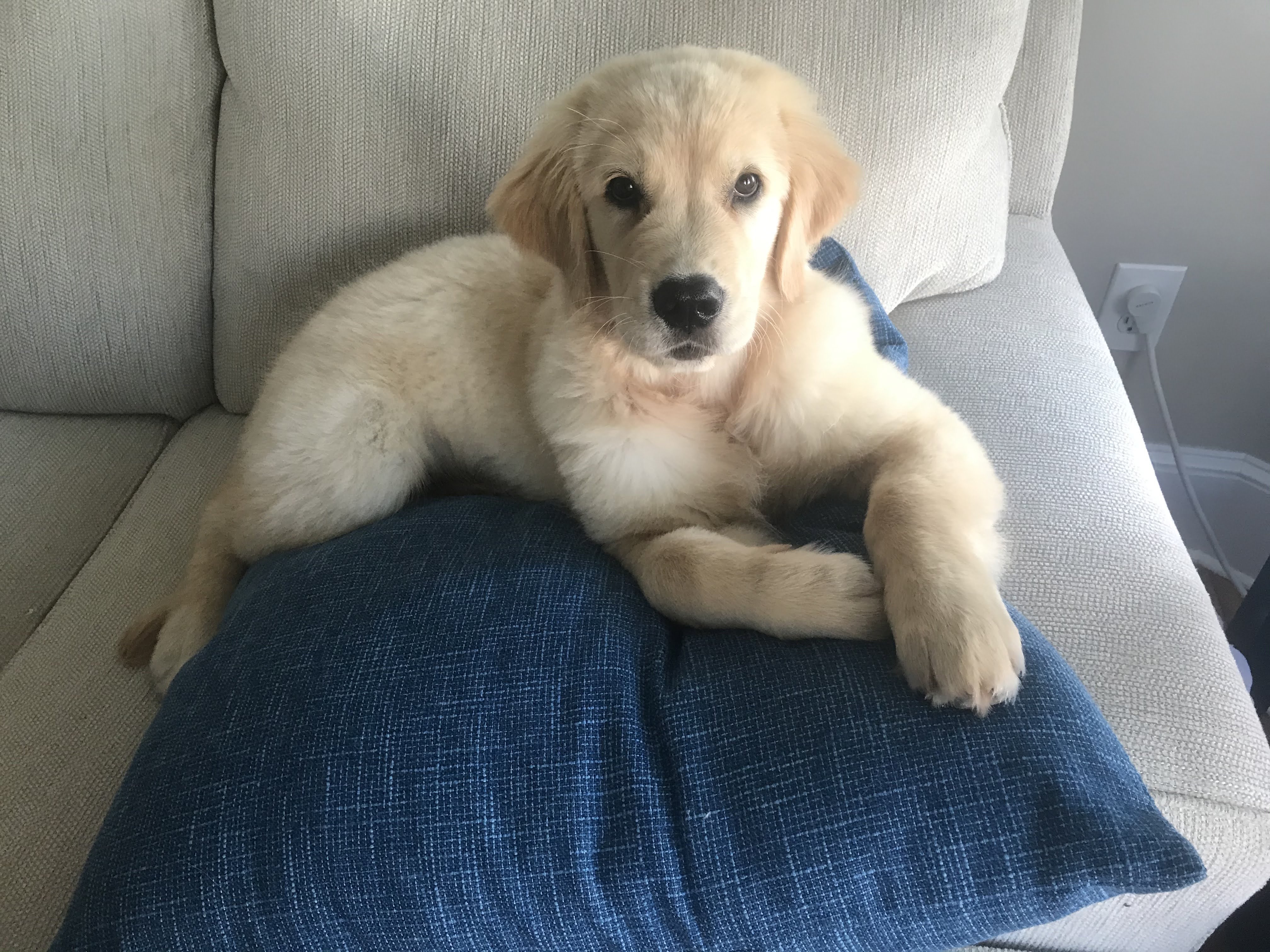 a sitting puppy