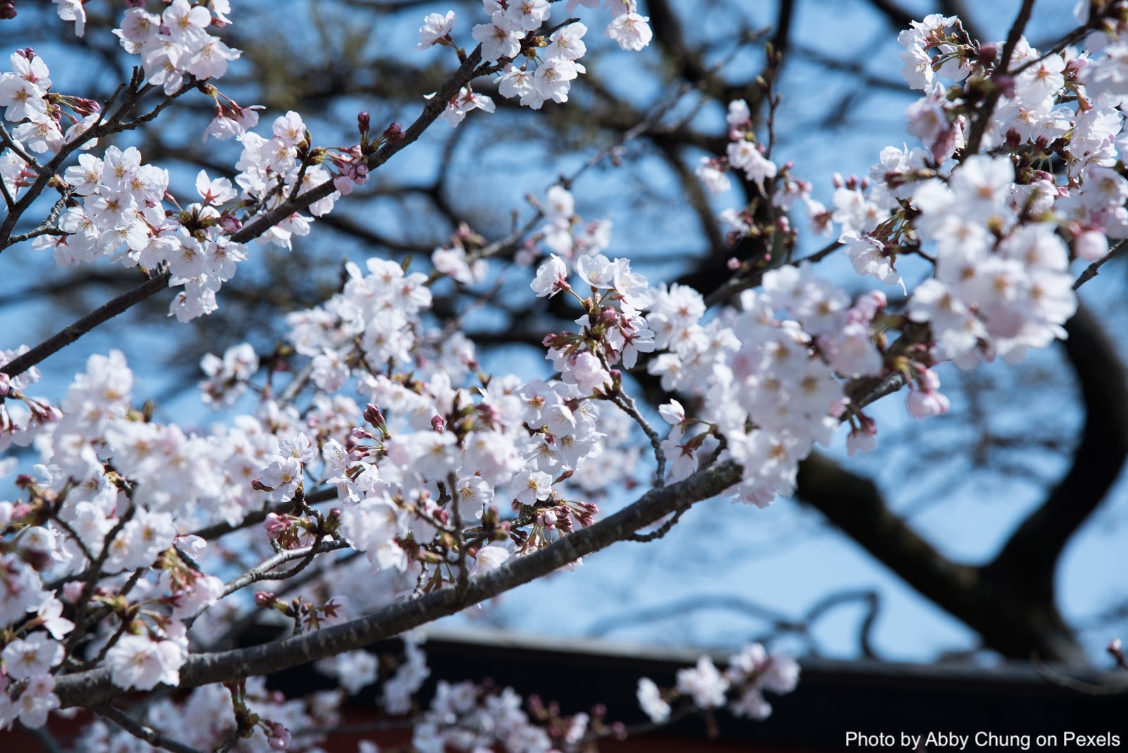 peach blossom